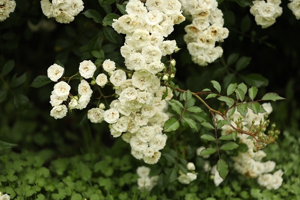 b0328557_16401180.jpg
