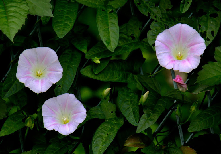a0248459_16090185.jpg