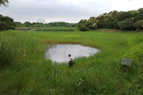 ★ひがた・たんぼ倶楽部のご報告(2019.7.6)_e0046474_09174470.jpg
