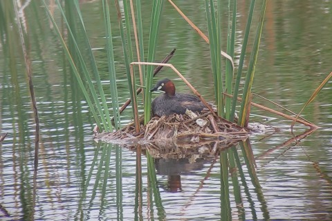 ★上の池のカイツブリの繁殖状況_e0046474_18591894.jpg