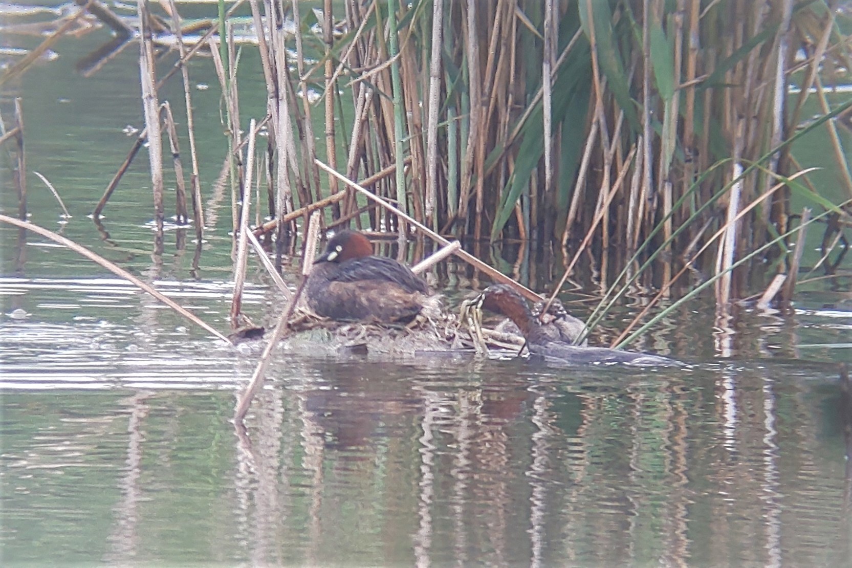 ★上の池のカイツブリの繁殖状況_e0046474_19101150.jpg