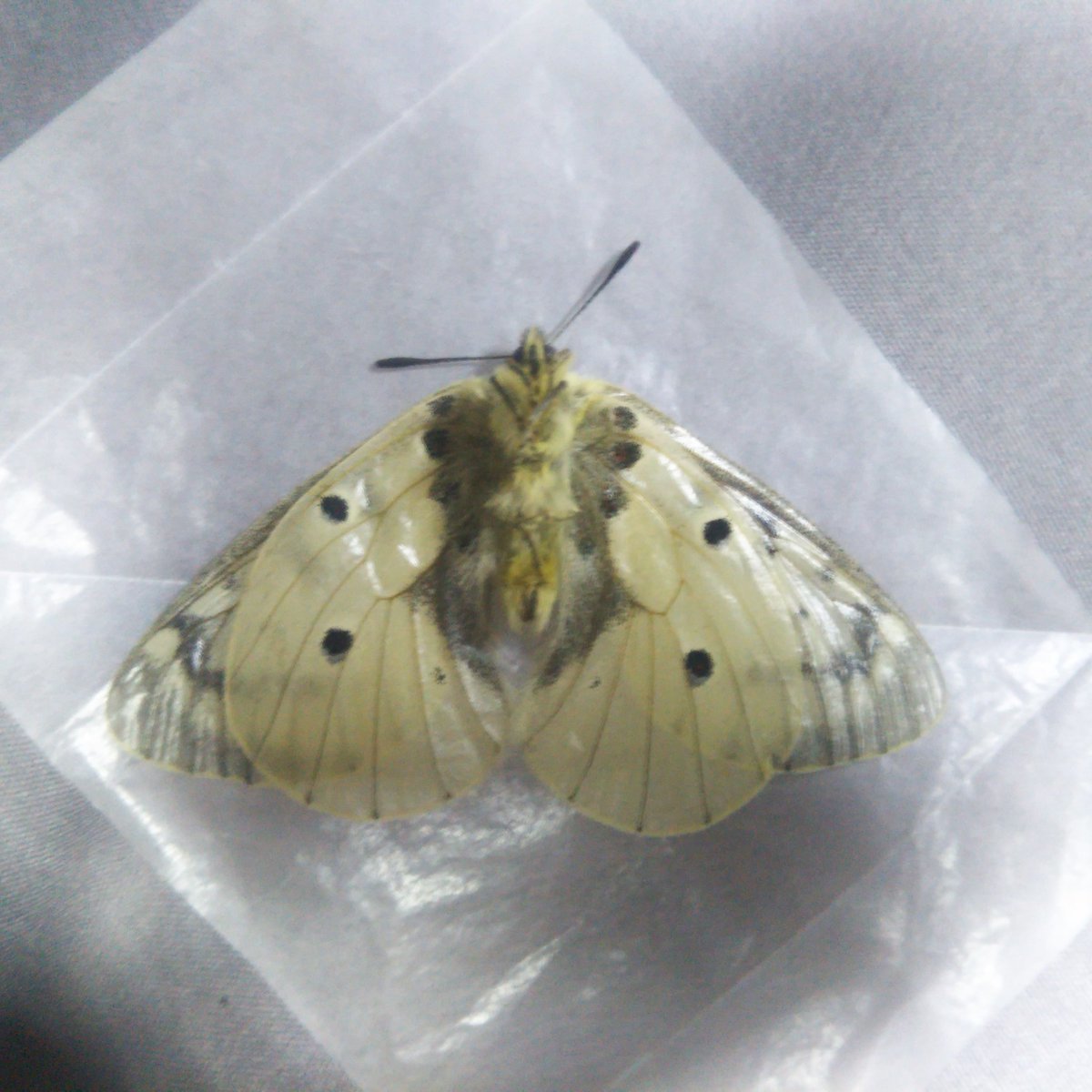 b0368380_16380875.jpg