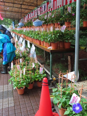 第31回 くにたち朝顔市 芸術のしごと