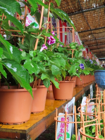 第31回 くにたち朝顔市 芸術のしごと