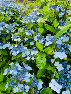 f0125182_08100735.jpg