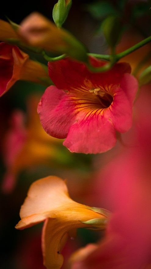 蒸し暑い季節の到来を知らせる花_d0353489_15390889.jpg