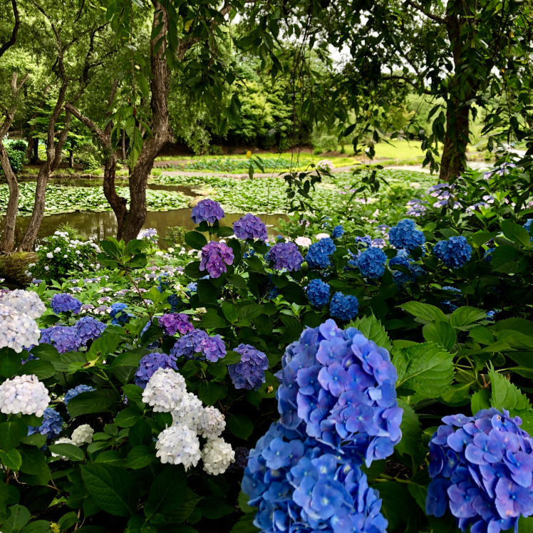 紫陽花ロケハン_e0120789_21075899.jpg