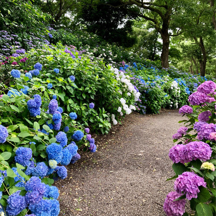 紫陽花ロケハン_e0120789_21080122.jpg