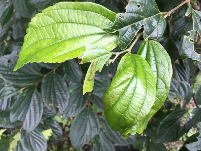 d0356192_20173257.jpeg