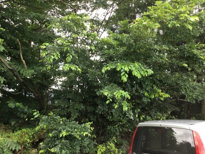 d0356192_20180206.jpeg