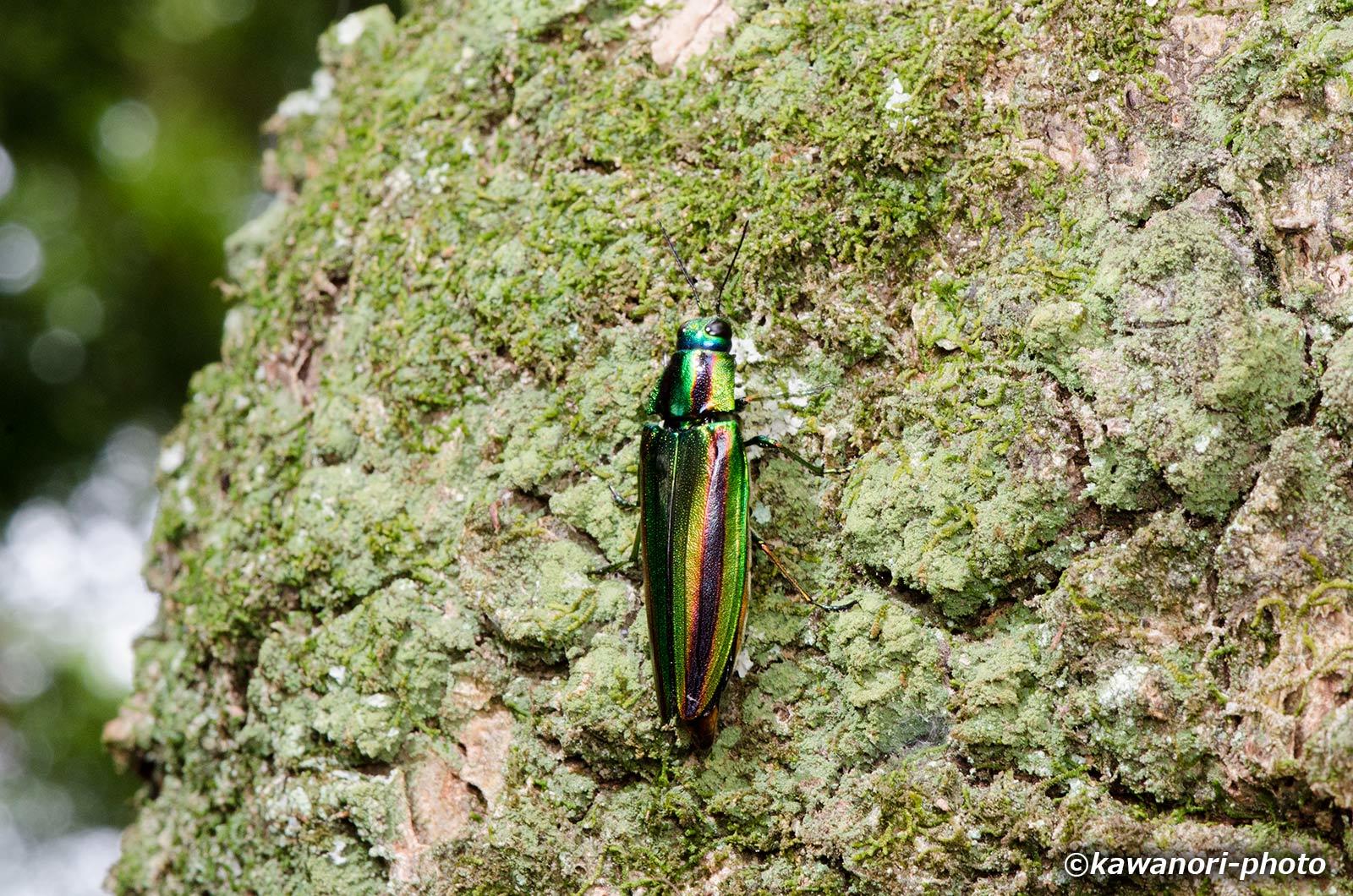 大和玉虫【懐いたヤマトタマムシ】 : kawanori-photo