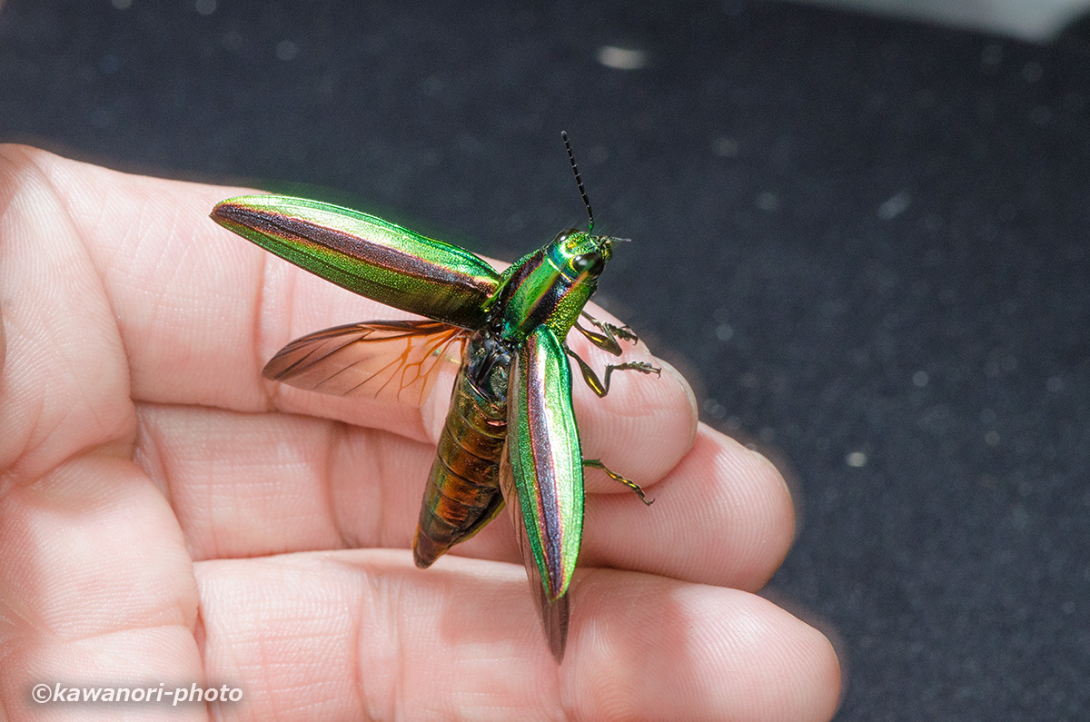 大和玉虫【懐いたヤマトタマムシ】 : kawanori-photo