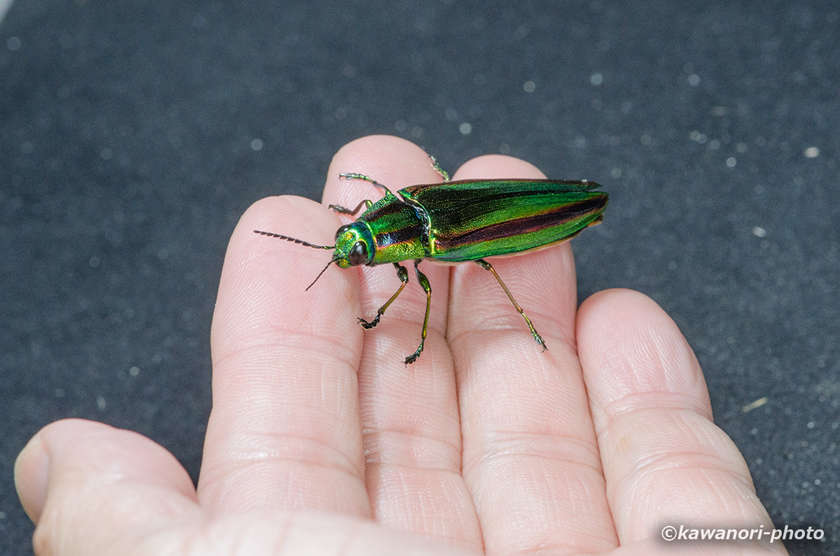 大和玉虫【懐いたヤマトタマムシ】 : kawanori-photo