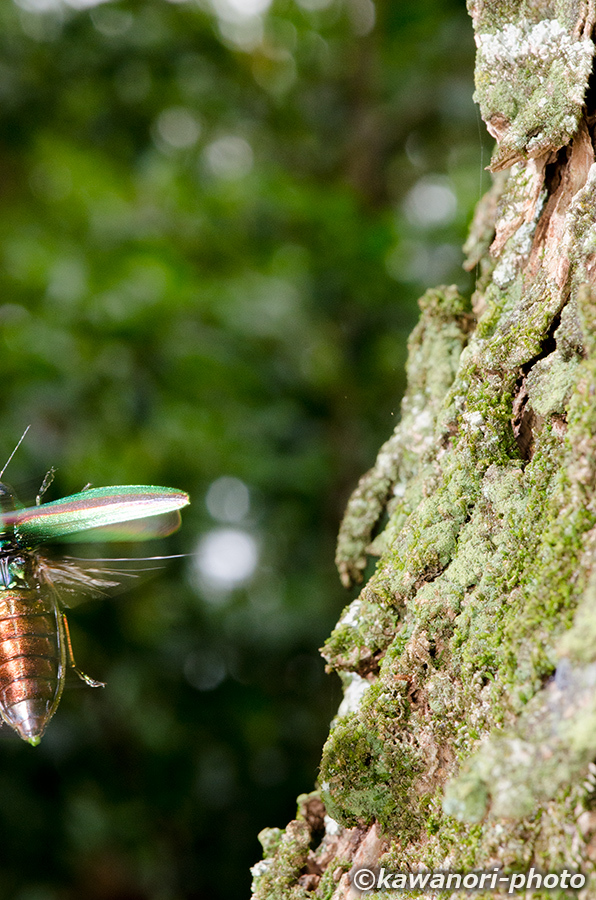 大和玉虫【懐いたヤマトタマムシ】 : kawanori-photo