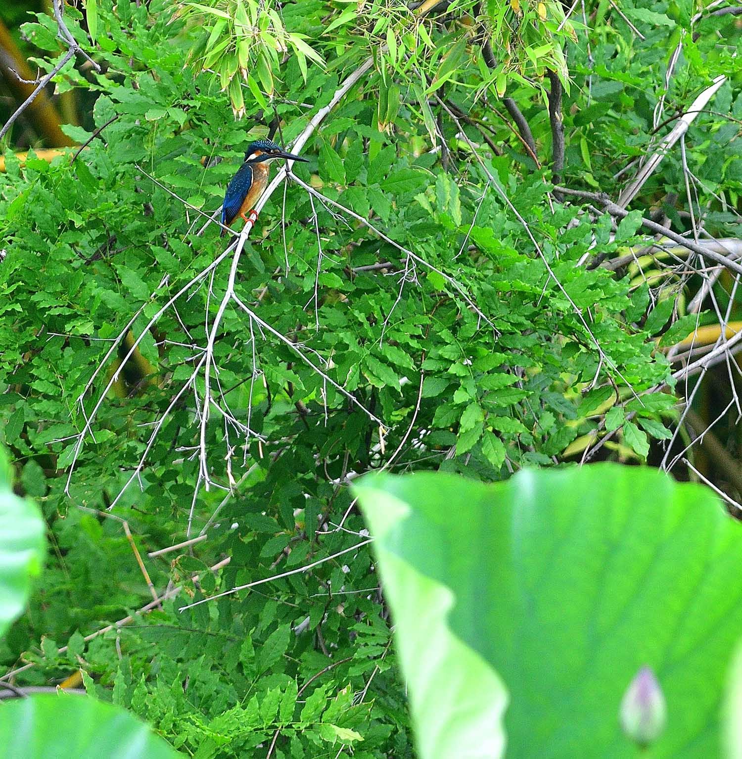 カワセミ＆サンコウチョウ＆アオバズク＆サシバ_e0362696_16472109.jpg