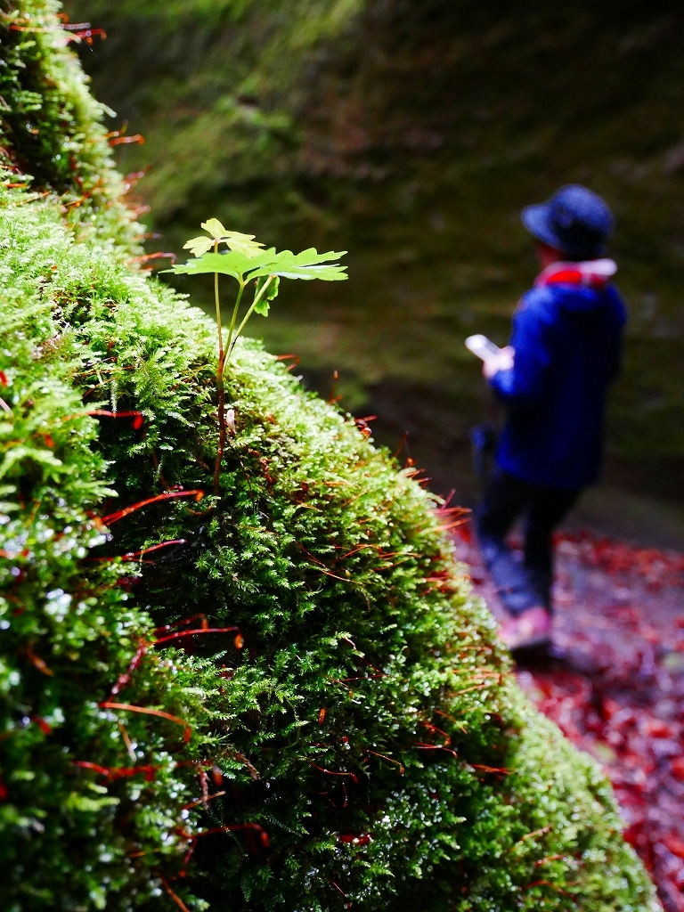 苔の洞門 19 7 5 デジカメ持って野に山に