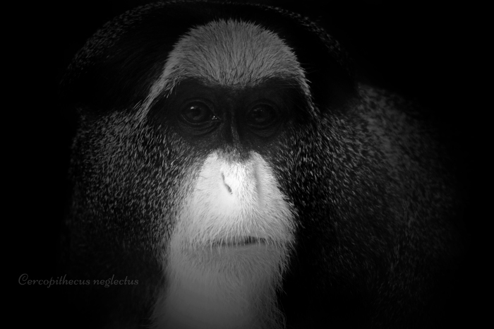 ブラッザグエノン：De Brazza\'s Guenon _b0249597_06264836.jpg