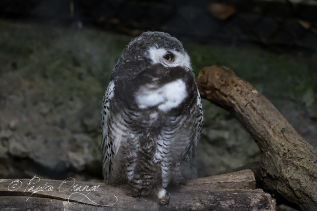 多摩動物公園　２０１９年７月５日_e0398403_08590212.jpg