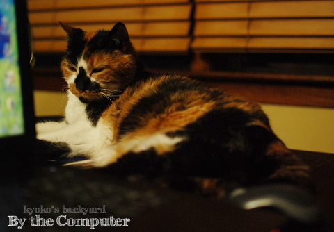 PCの横で_b0253205_07362855.jpg