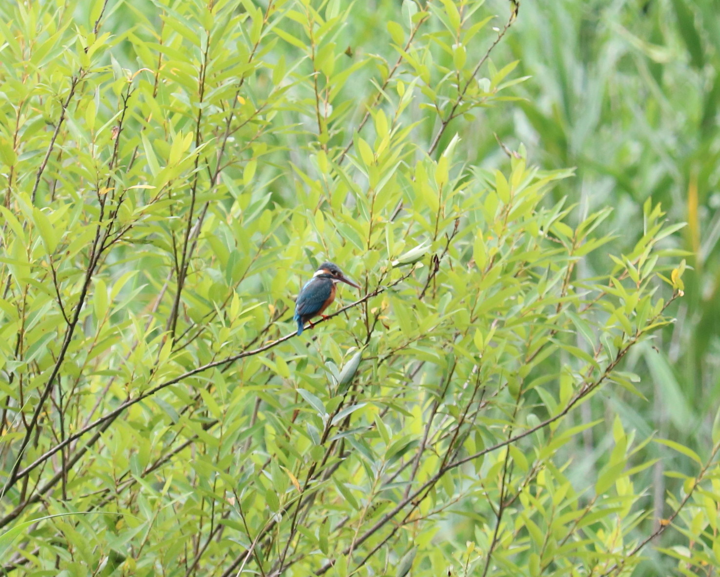 埼玉中部　          カワセミ他2019/07/06①_d0251807_15500287.jpg