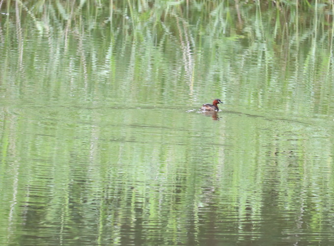 埼玉中部　          カワセミ他2019/07/06①_d0251807_15511386.jpg