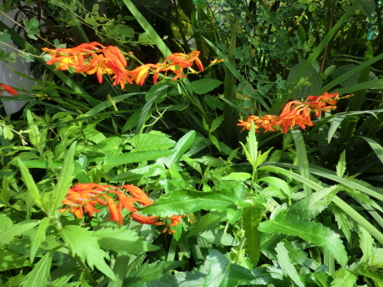 f0173908_07135181.jpg