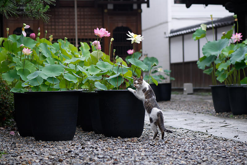 町角ニャンコ・行願寺のニャンコ_f0032011_21285926.jpg