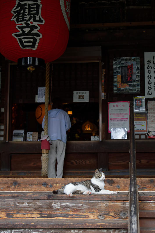 町角ニャンコ・行願寺のニャンコ_f0032011_21290040.jpg