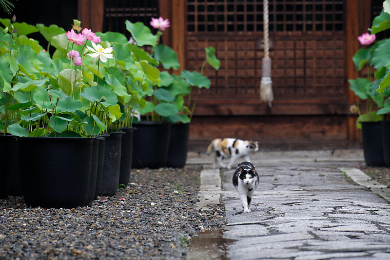 町角ニャンコ・行願寺のニャンコ_f0032011_21364846.jpg
