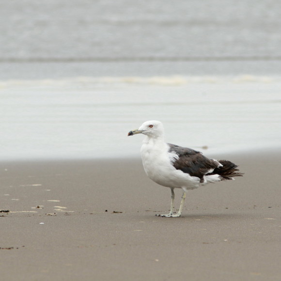 九十九里の海岸にいたウミネコ MGG_d0346713_21202794.jpg