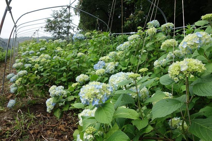 今年の花豆_e0112417_21415299.jpg