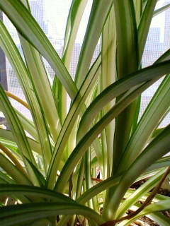 c0074721_16113777.jpg