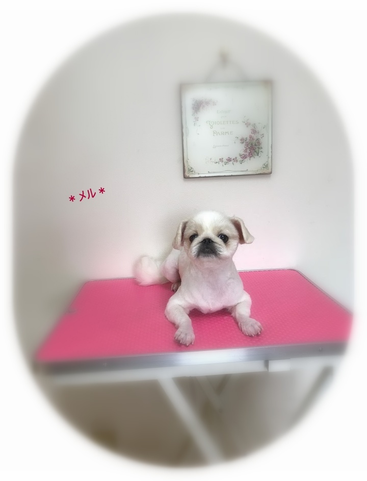 スミレちゃん&メルちゃん_a0315823_20343340.jpg