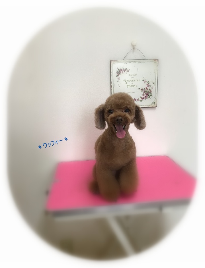 ワッフィーくん_a0315823_20344063.jpg