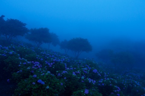 雲海の紫陽花撮影_c0077531_23431646.jpg