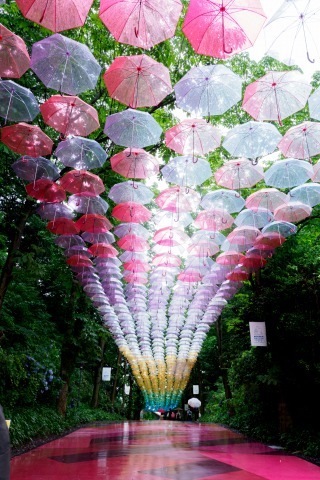 雲海の紫陽花撮影_c0077531_23532558.jpg