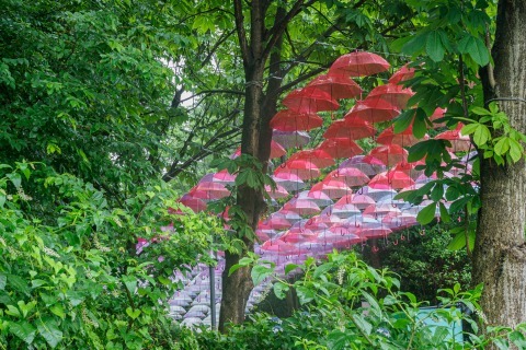 雲海の紫陽花撮影_c0077531_23532914.jpg