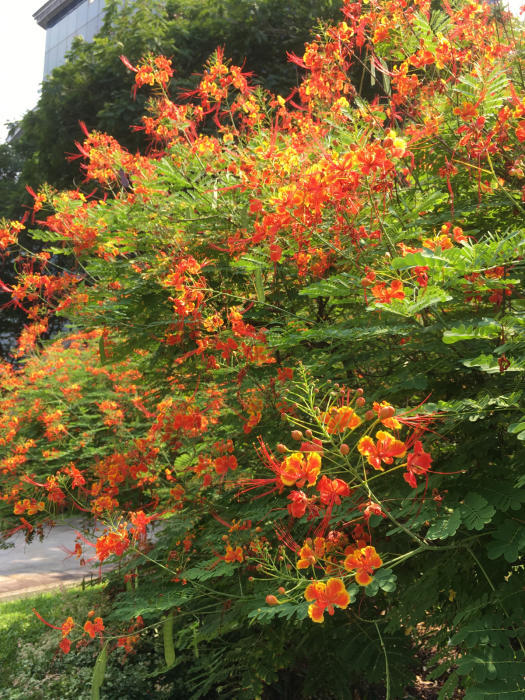 シンガポールは南国の花木でいっぱい_f0131231_19364118.jpg