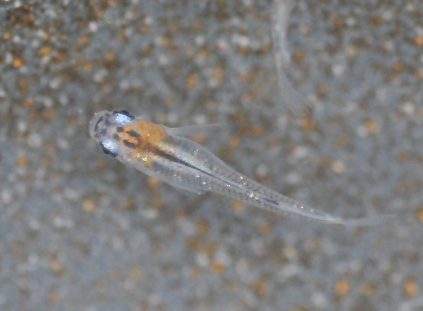 e0097534_17410332.jpg