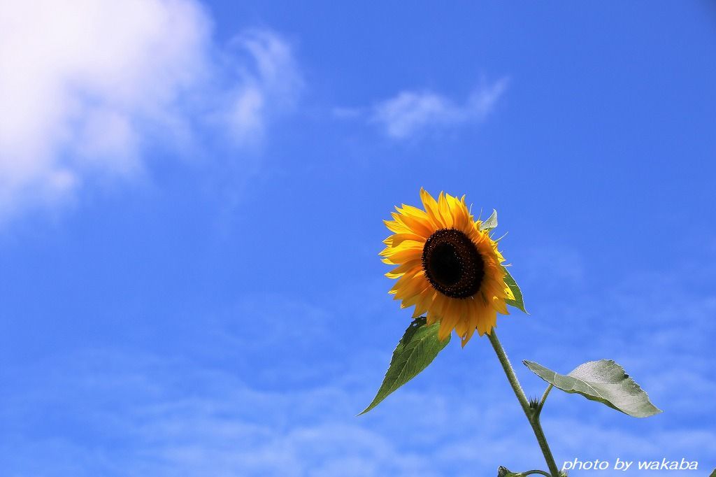 久しぶりの太陽で青空バックにヒマワリの花 自然のキャンバス 久しぶりの太陽で青空バックにヒマワリの花 自然のキャンバス