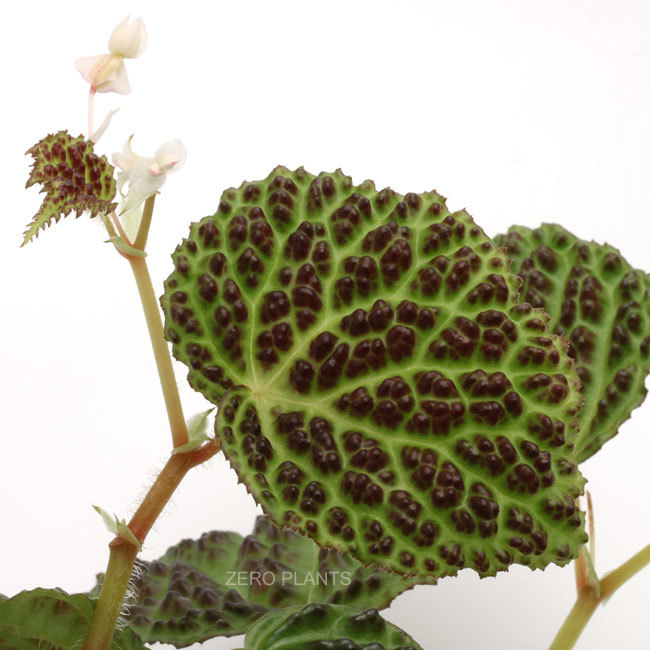 新種記載された美しすぎる変態ベゴニア Zero Plants Blog 新種記載された美しすぎる変態ベゴニア Zero Plants Blog