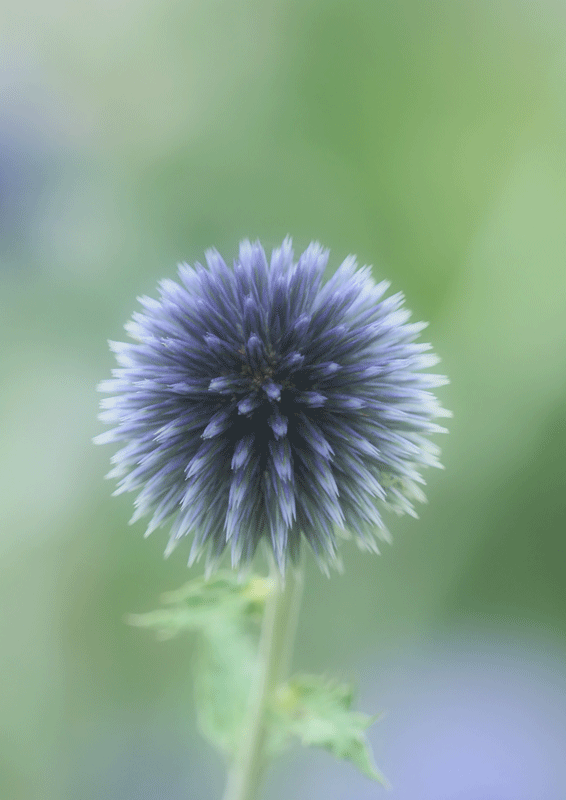 d0290240_16072013.gif