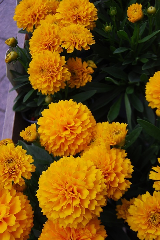 花苗入荷しています。_a0201358_18405682.jpg
