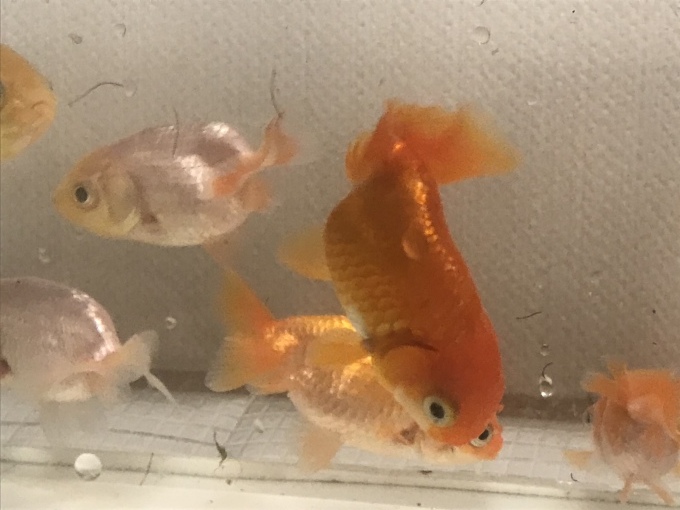 土佐金って名前の家族が増えました_b0100062_08174216.jpeg