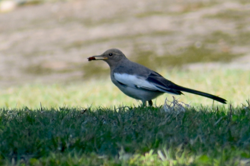 幼鳥でしょうか？_e0414863_19470265.jpg