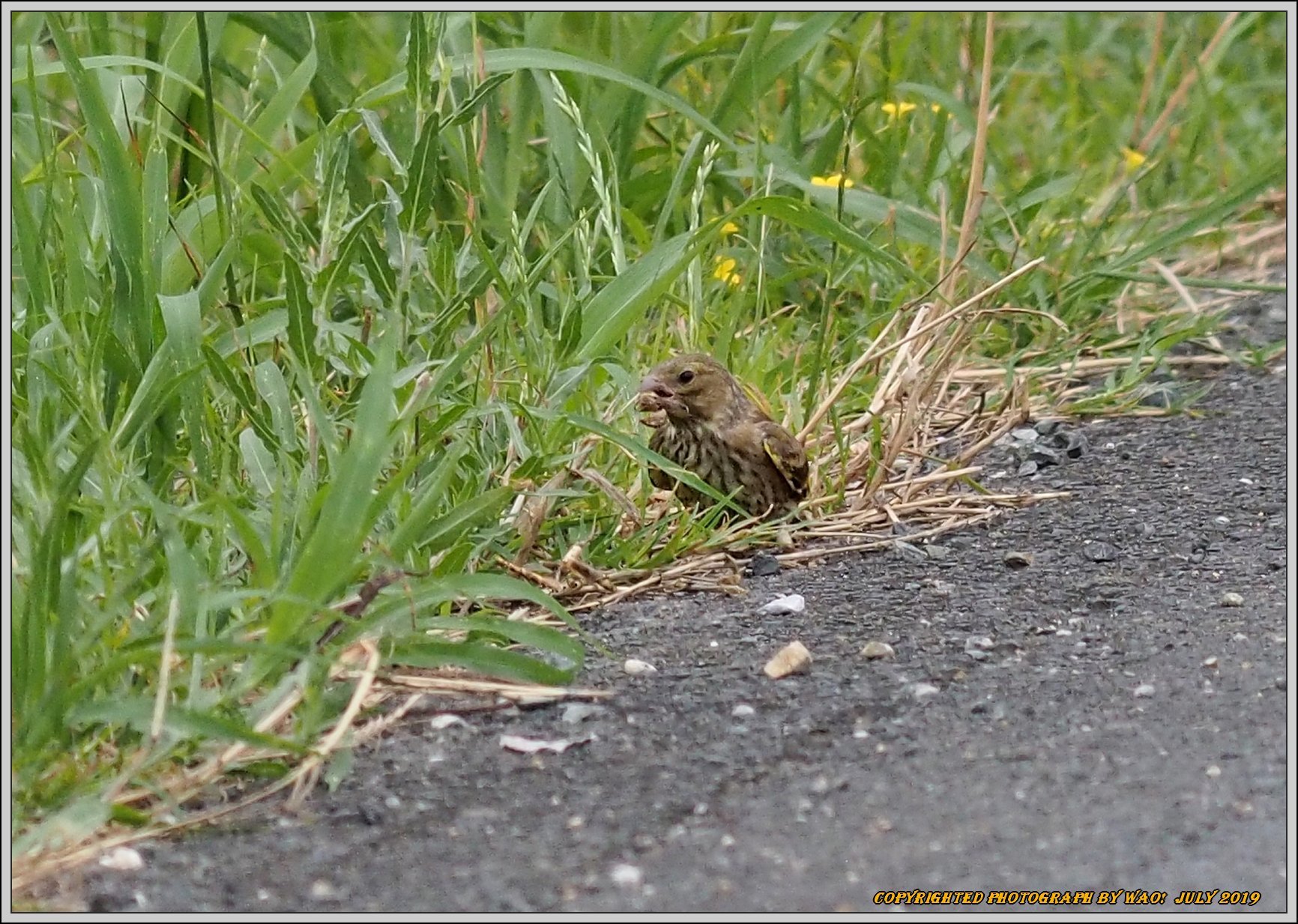 カワラヒワ　道路路端で_c0198669_18471730.jpg