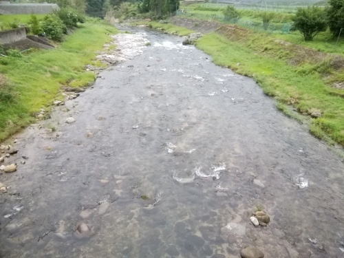 2019/7/8　　水位観測  （槻の木橋より）_b0111189_05540005.jpg