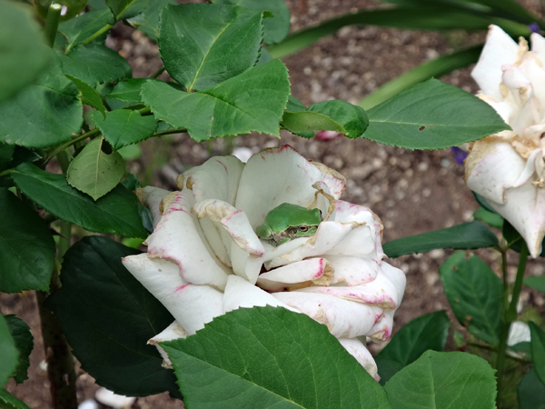 クレマチス・モンタナ、砂子、ダイアナさん、その他いろいろ初夏の花壇♪_a0136293_16110812.jpg