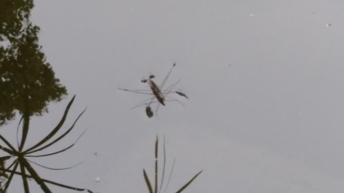 f0166694_18225667.jpg