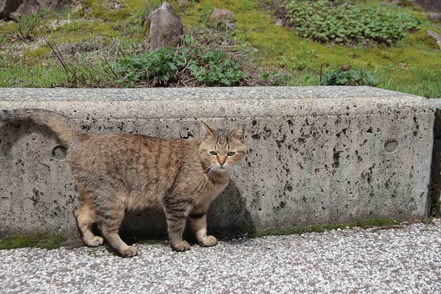 2019-04-28 白山白峰さんぽ_f0217896_16084673.jpg